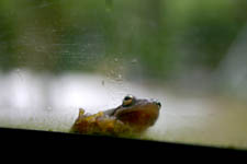 Frog Looking in Window