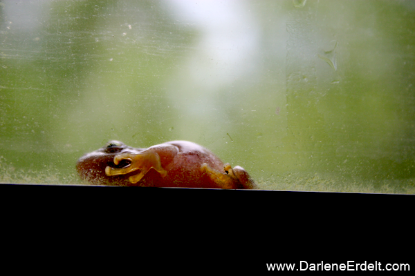 Frog Falls Asleep