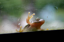 Frog Turns Towards Food