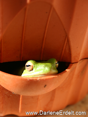 Frog In Pot